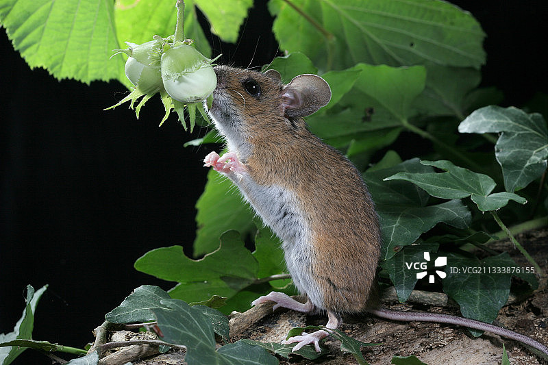 法国长尾林姬鼠啃食榛子图片素材