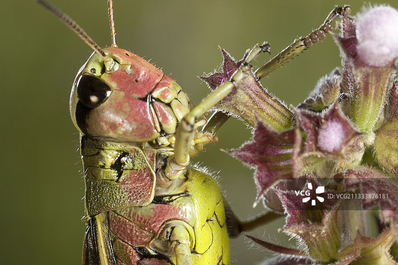 勃艮第法国花序上的大型沼泽蚱蜢图片素材