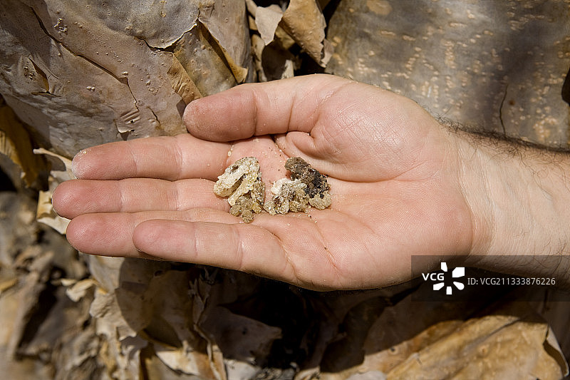 阿曼乳香硬化树脂图片素材