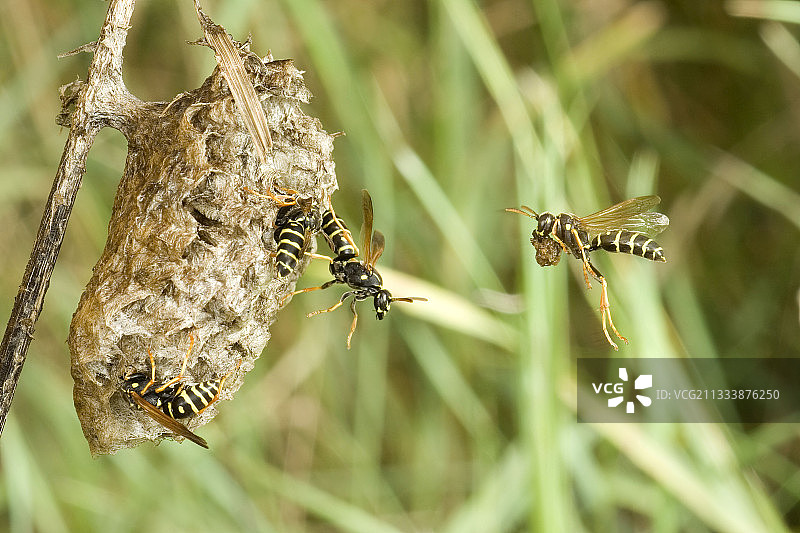 勃艮第法国的胡蜂筑巢图片素材