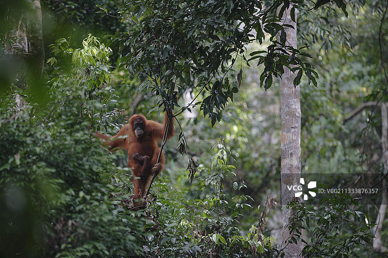 苏门答腊猩猩和幼崽，印度尼西亚勒user山图片素材