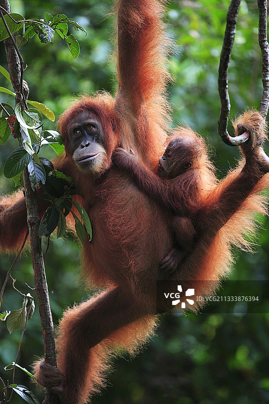 苏门答腊猩猩和幼崽，印度尼西亚勒user山图片素材