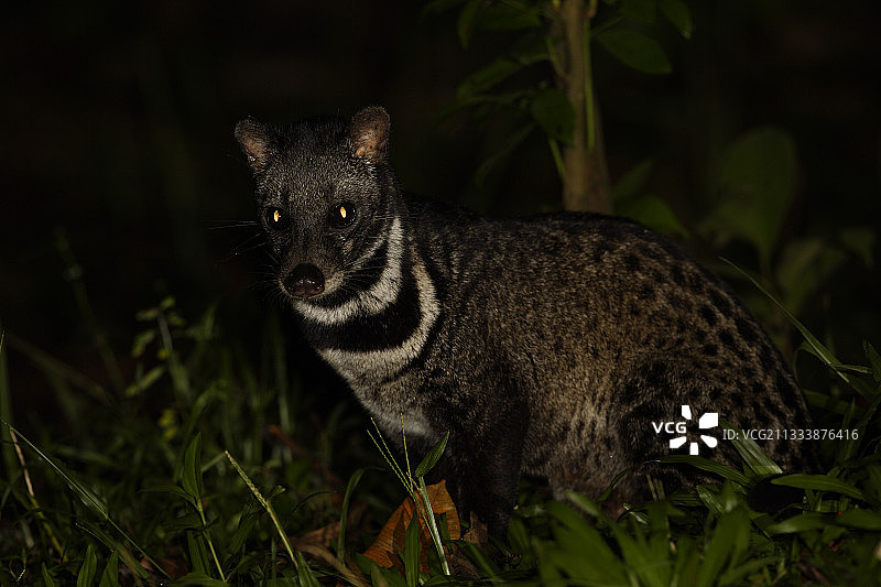 印度尼西亚苏门答腊岛 Way Kambas 国家公园的马来灵猫图片素材