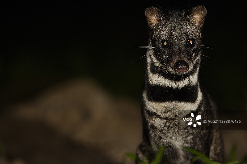 印度尼西亚苏门答腊岛 Way Kambas 国家公园的马来灵猫图片素材