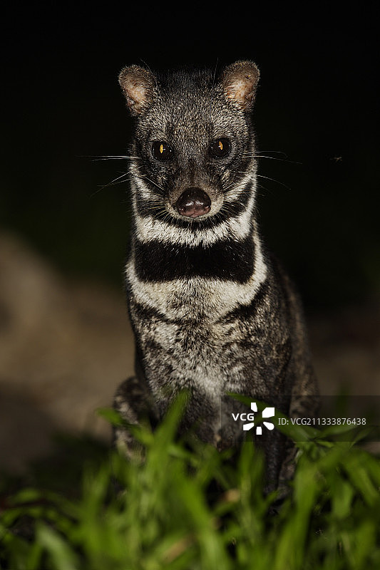 印度尼西亚苏门答腊岛 Way Kambas 国家公园的马来灵猫图片素材