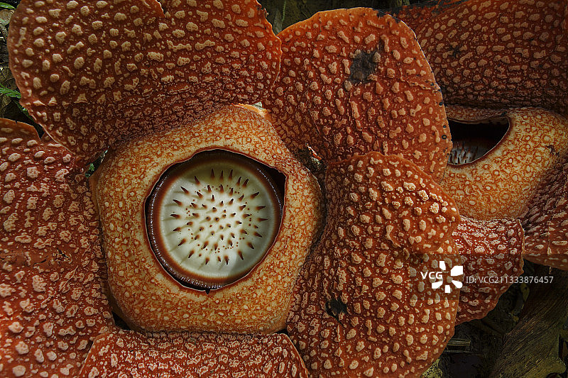 布吉巴里杉山脉的莱佛士花，印度尼西亚苏门答腊岛图片素材