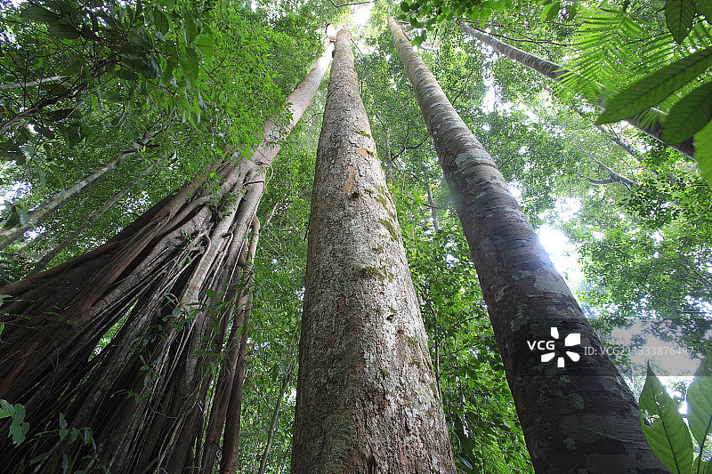 武吉巴里杉楠榜苏门答腊的榕树图片素材