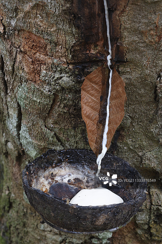 勒塞尔火山国家公园边缘：人与猩猩的冲突图片素材