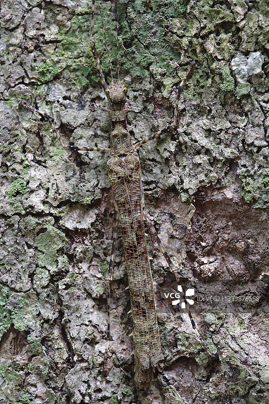 苏门答腊岛，古农列user国家公园树干上的竹节虫图片素材