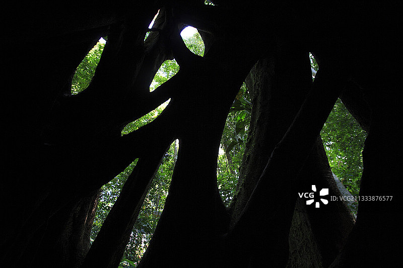 宿主腐烂的无花果树内部图片素材