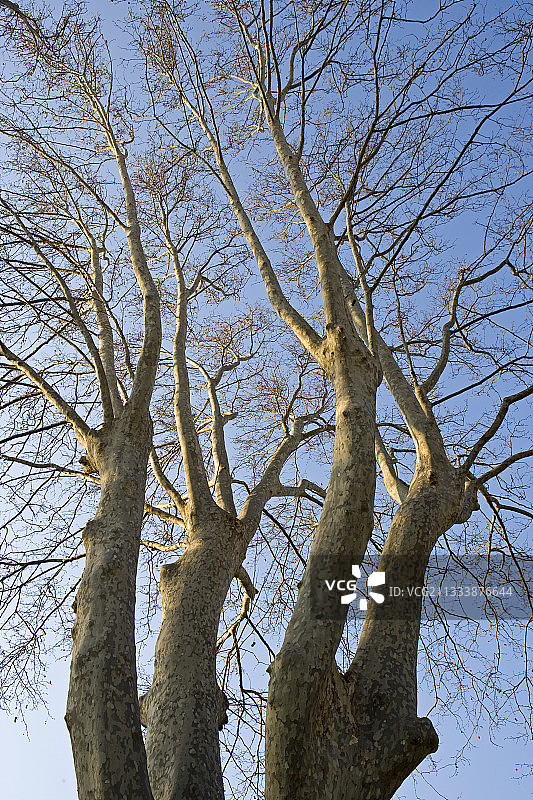 冬季法国普罗旺斯的老悬铃木图片素材