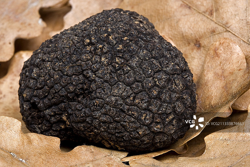 黑松露图片素材