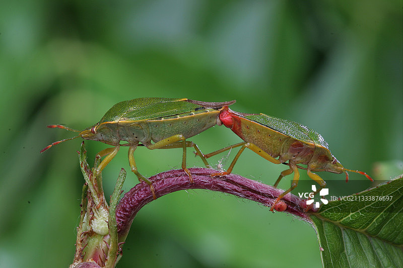 法国绿盾椿象的交配图片素材