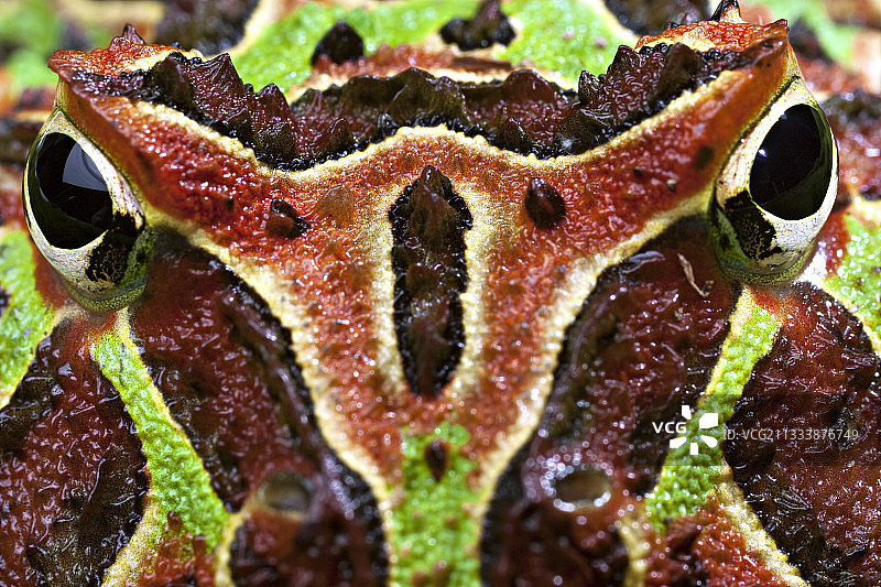 华丽角蛙头部的特写图片素材