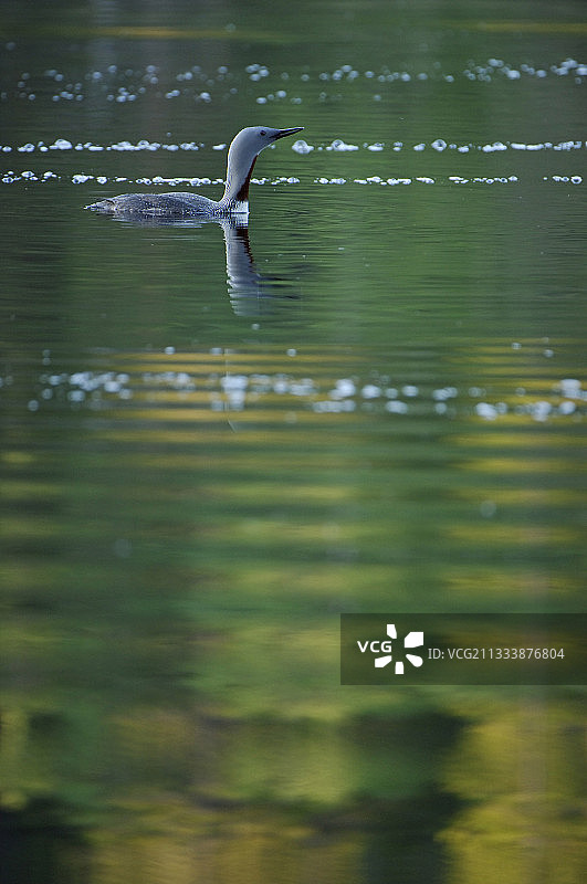 在瑞典湖上游泳的红喉潜鸟图片素材