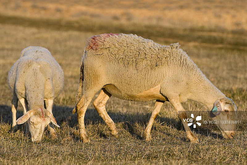 在法国普罗旺斯吃草的母羊图片素材
