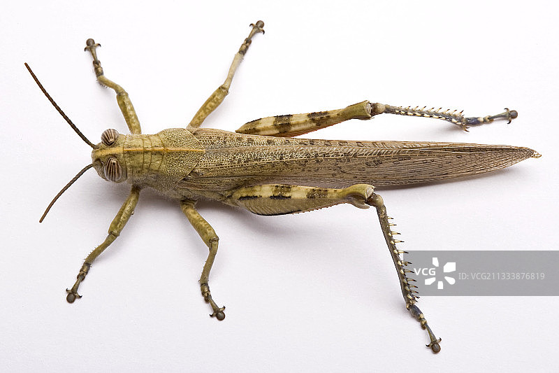 白色背景上的埃及蝗虫图片素材