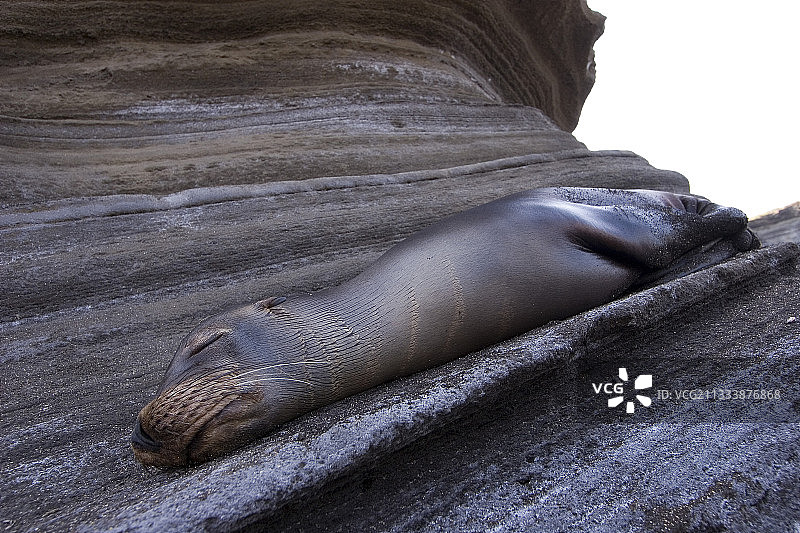 在弗洛雷纳加拉帕戈斯岩石上休息的加州海狮图片素材