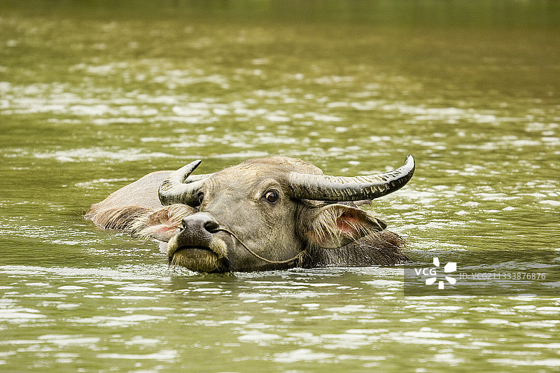 越南沙巴的百贝湖水牛图片素材