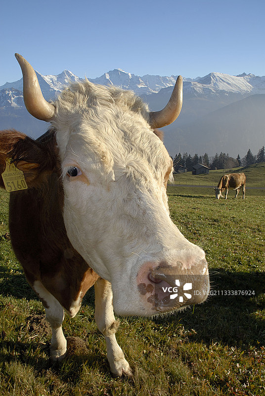 瑞士西门塔尔牛品种的牛肖像图片素材