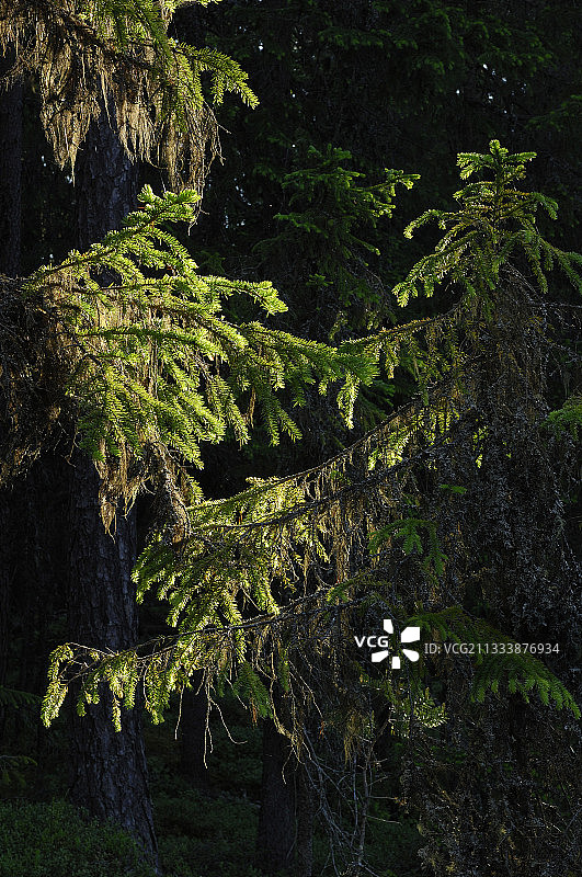 瑞典次生林中的针叶树枝图片素材
