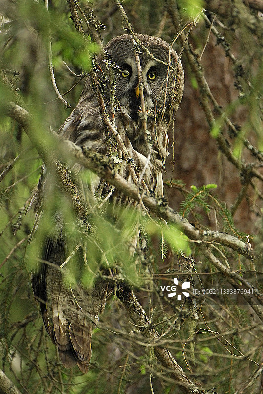 在瑞典树枝上尝试捕食的灰林鸮图片素材