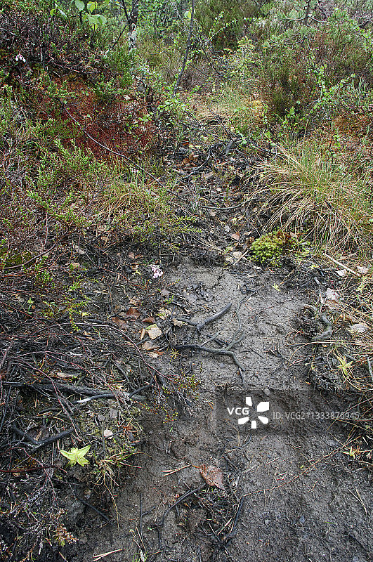 瑞典哈姆拉国家公园泥泞地面上的棕熊足迹图片素材