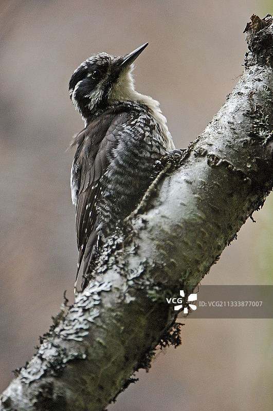 站在树枝上的三趾啄木鸟，瑞典哈姆拉国家公园图片素材