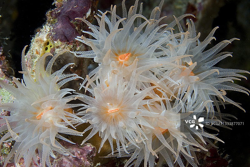 布纳肯岛珊瑚虫觅食图片素材