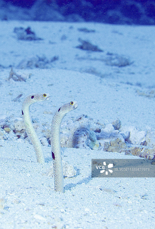 布纳肯岛的斑点花园鳗图片素材
