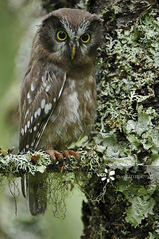 瑞典树上长满地衣的小鸮图片素材