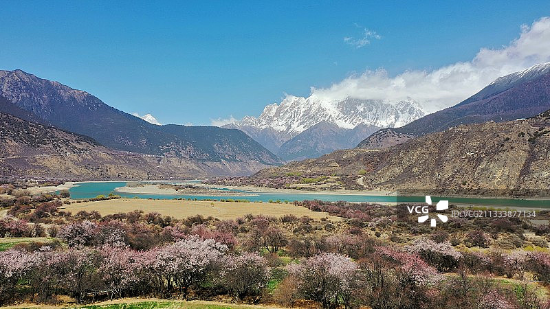 林芝雪山桃花图片素材