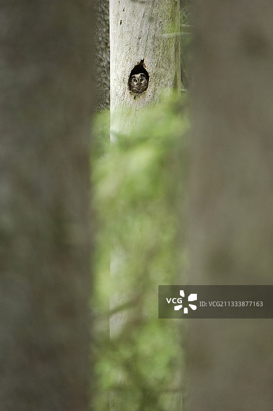 瑞典诺拉奎尔国家公园 मृत पेड़ 上的 Tengmalm 猫头鹰图片素材