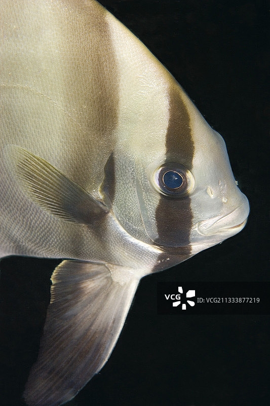蓝碧海峡蒂埃拉蝙蝠鱼肖像图片素材