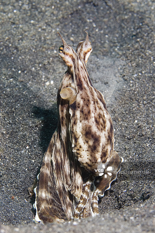 模仿章鱼将自己埋在印度尼西亚蓝碧海峡的沙子里图片素材