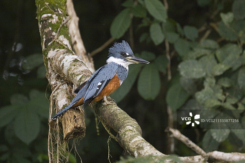 斑鱼狗在树枝上，哥斯达黎加卡尼奥内格罗图片素材