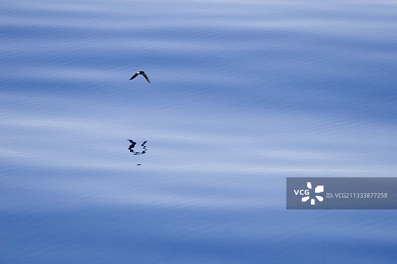 太平洋海燕飞过哥斯达黎加图片素材