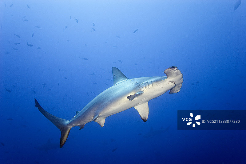 哥斯达黎加科科斯岛双髻鲨图片素材