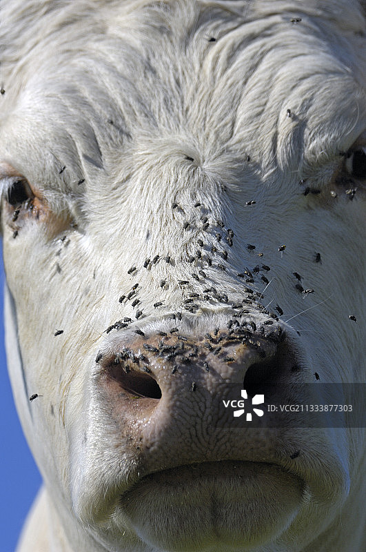 法国夏洛来牛鼻子上的苍蝇图片素材