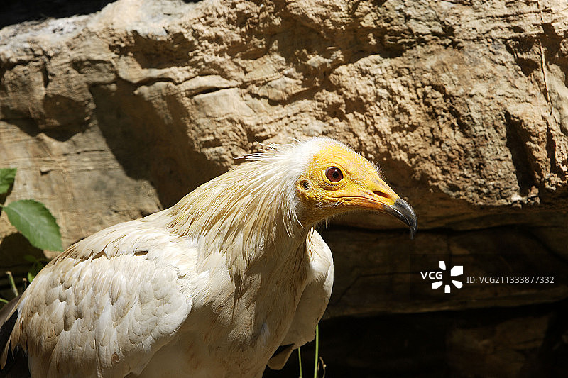 法国的埃及秃鹫 портрет图片素材