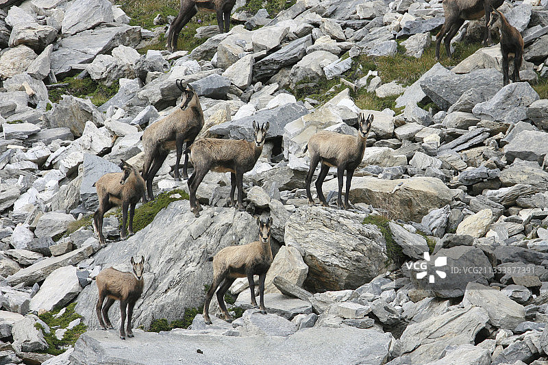瑞士瓦莱州山谷的岩羚羊群图片素材