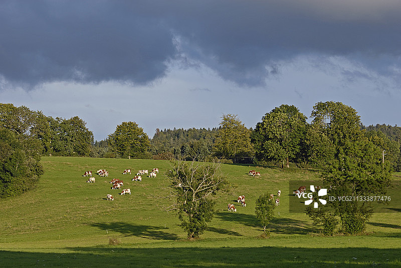 法国上杜省牧场上的蒙贝利亚尔奶牛图片素材