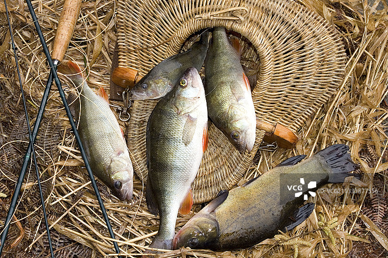 欧洲河鲈和丁鱥钓鱼，法国弗朗什-孔泰图片素材