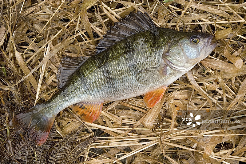 Held Lachapelle sousChaux图片素材