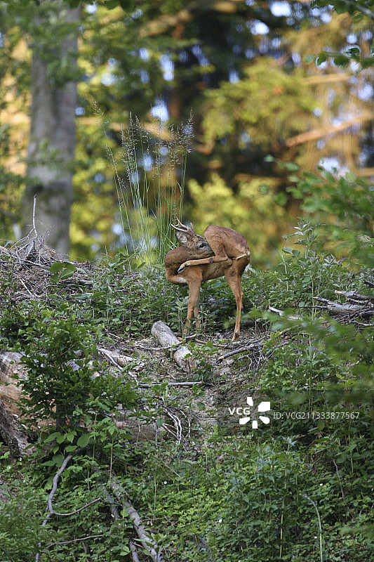 瑞士弗雷尔森林中整理毛发的狍子图片素材