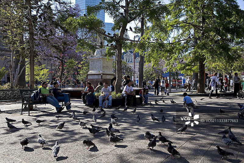 智利圣地亚哥武器广场上的众多鸽子图片素材