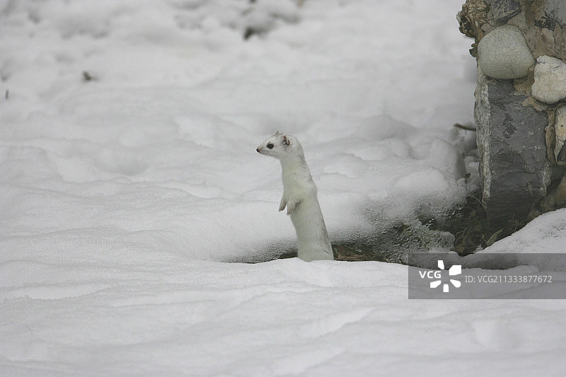 在瑞士雪地里寻找食物的冬季毛皮的艾鼬图片素材