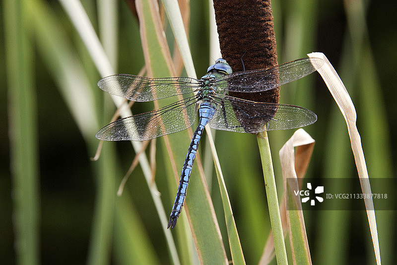 法国香蒲上的帝王蜻蜓图片素材