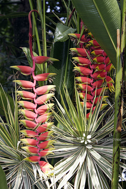 法国的垂花赫蕉图片素材