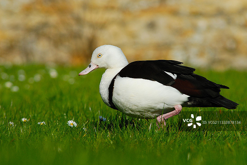 在法国草药中的丽色鸭图片素材